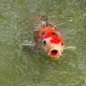 Profilbild von Carp