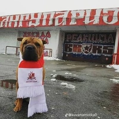 Ђенка's profile picture