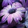 زهرة البنفسچ 💜🪻🇯🇴's profile picture