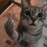 Shabneshin's profile picture