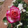 Mouhammed Nour's profile picture