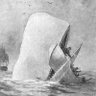 Tyrannus melancholicus 的头像