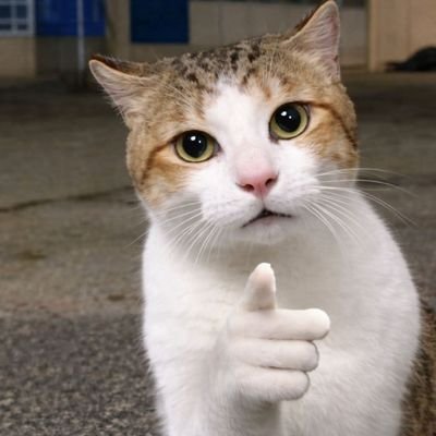bg_mush's profile picture