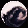 racoon🐟👁️‍🗨️🔨 profil fotoğrafı