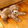 犬犬犬(サブ垢改め本垢) 的头像