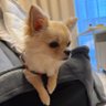 ドライカリー's profile picture