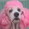 murila grila's profile picture