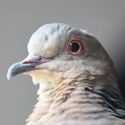 toraV19852023's profile picture