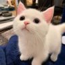 Profilbild von 渴望自由的老人