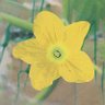 Ruo yemu若葉睦 profil fotoğrafı