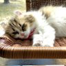 またたび^..^ᗢᘏ੭ 的头像