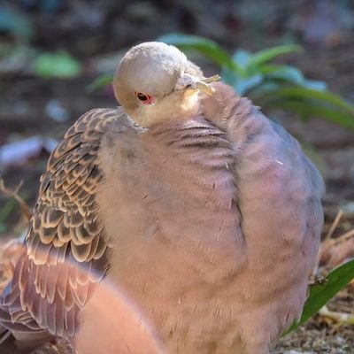 umisandove's profile picture