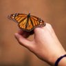 OLIV🍃IRA 🐬🧙‍♀️ profil fotoğrafı