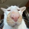 Profilbild von Denis