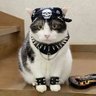 toshi's profile picture