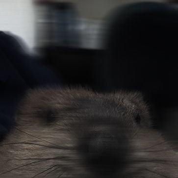 dblkon's profile picture