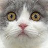ぶりもっち's profile picture