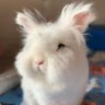 Coelho.xx 🐇 profil fotoğrafı