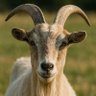 Profilbild von Barrenarren