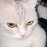 dm_glimmer's profile picture