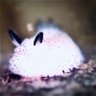 おさかな天獄 profil fotoğrafı