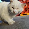 上ロースハム 的头像