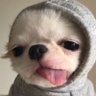 Safe Broccoli's profile picture