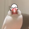 Фото профиля しらたま𓅫