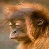 Kenny Ackerman's profile picture