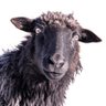 Фото профиля black sheep