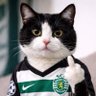 Фото профиля Gato Preto