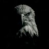 Darlington Great 🦅's profile picture