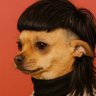 Lisboa's profile picture