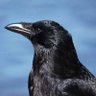 Crow's profile picture