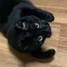 Profilbild von 熾天使ツムエルの眷属:ITATI