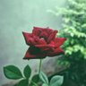 Фото профиля S.J.Lal
