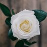 عمانية بنت الخير بسمتها سلام❤️ 的头像