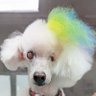 Profilbild von みゆき🐶