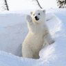 polar bear 的头像