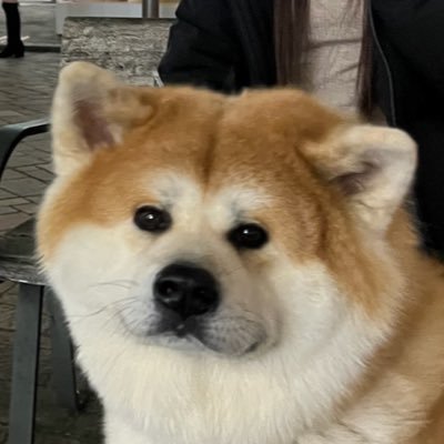 manmaru_tensuke's profile picture