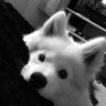 Фото профиля ไอเจ๋ง🐶
