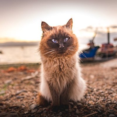 FrossShann47126's profile picture