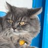 Mr Kyuubi profil fotoğrafı