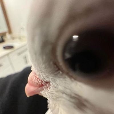 güvercin's profile picture