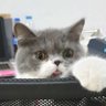 pip meaw ^. .^₎⟆ profil fotoğrafı