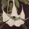 dona's profile picture