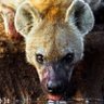 Rivarola's profile picture