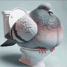 Pigeon 的头像