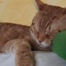 Pablaescoalbar🎙️😸🇮🇹's profile picture