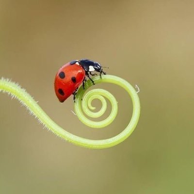 julhaagulha's profile picture